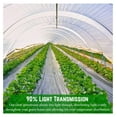 thumbnail image 5 of YOSITiuu - Clear Greenhouse Plastic Sheeting - 6 mil - (16' x 28') - 4 Year UV Resistant Polyethylene Greenhouse Film, Hoop House Green House Cover for Gardening, Farming, Agriculture, 5 of 7