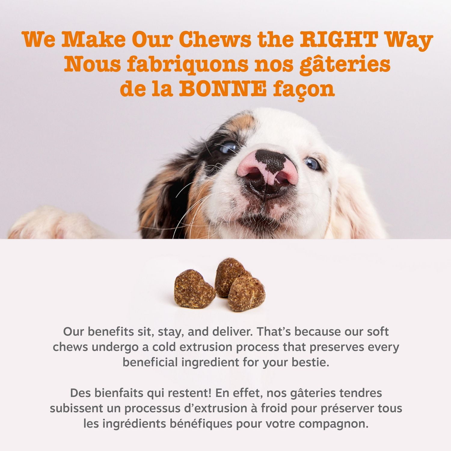 Zesty Paws Probiotic Soft Chews, Gut Flora & Digestive Supplement for Dogs, Pumpkin Flavour, 60-pk, 60 Chews