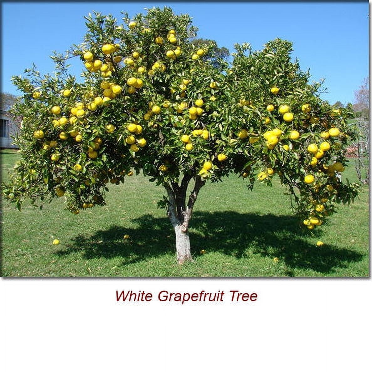 Grapefruit White Essential Oil 15 ml (1/2 fl oz) - 100% Pure and Natural by Silky Scents