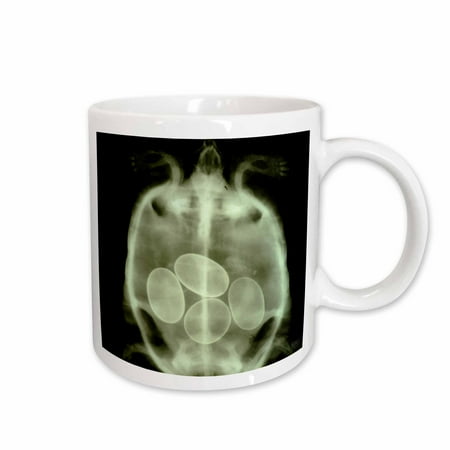 

3dRose X-Ray of a turtle with eggs Ceramic Mug 15-ounce