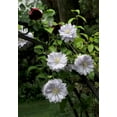 thumbnail image 4 of Clematis Belle of Woking - 5 Live Plants in 4 Inch Growers Pots - Clematis 'Belle de Woking' - Starter Plants Ready for The Garden - Beautiful Maroon Flowering Vine, 4 of 5