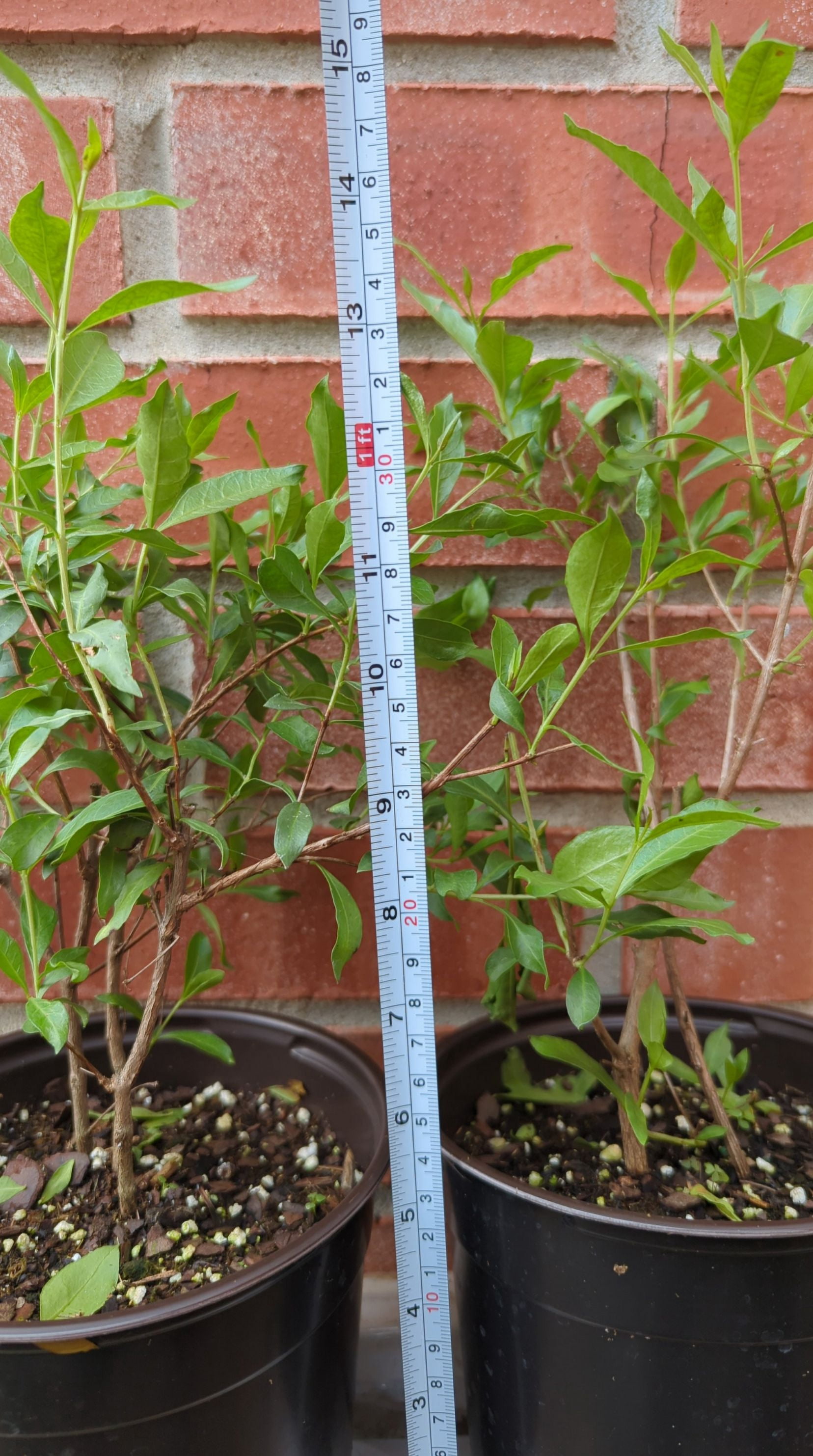 Henna / Marudhani / Mehendi Plant