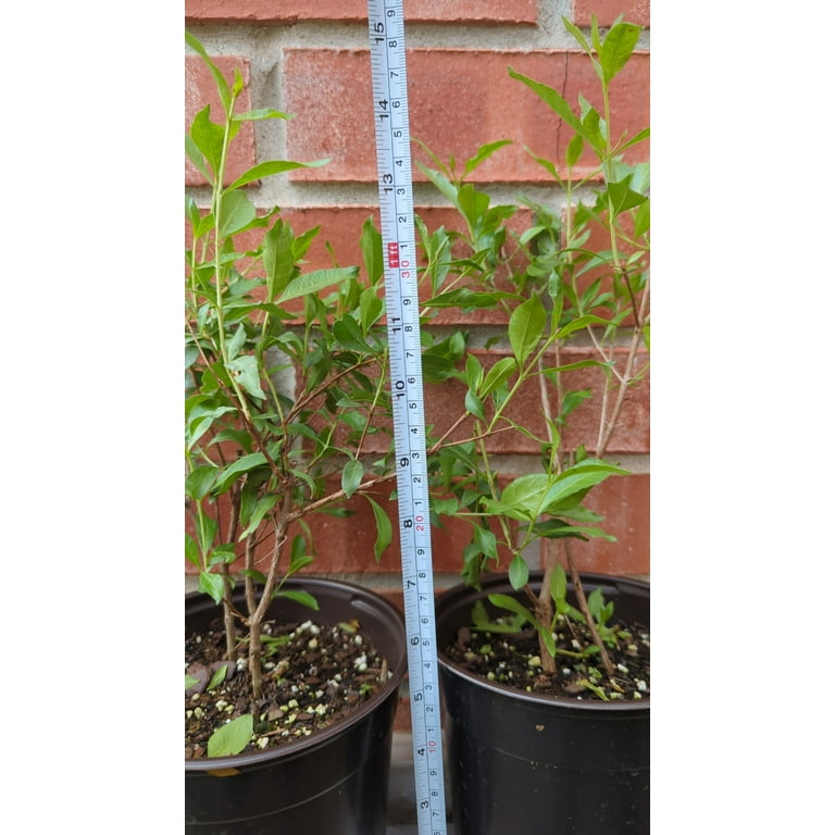 Henna / Marudhani / Mehendi Plant - Walmart.com