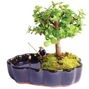 Brussel's Dwarf Jade Bonsai in Zen Reflections Pot
