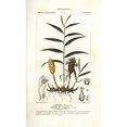 thumbnail image 2 of Ginger Root, Zingiber Officinale Poster Print By ® Florilegius Mary Evans (18 X 24), 2 of 4