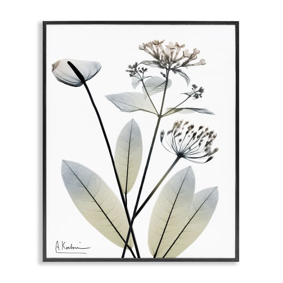 Stupell Industries Contemporary Contemporary Flower Shapes Black Framed Giclee Art, 24 x 30, by Albert Koetsier