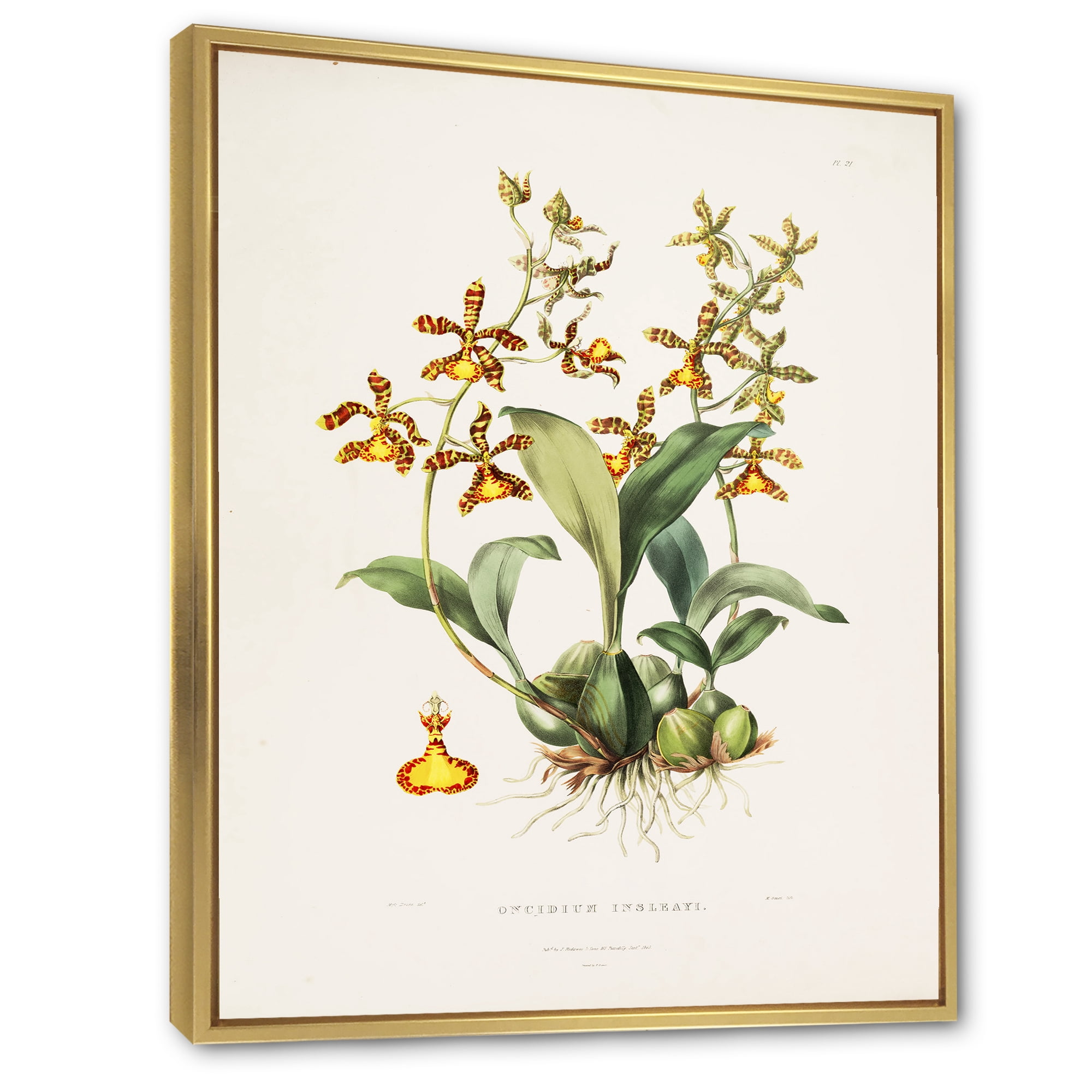 Designart 'Ancient Flower I' Traditional Framed Canvas Wall Art Print