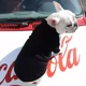thumbnail image 5 of Ropa Para Perro Chaqueta De Béisbol Chaleco Suéter Mascotas, 5 of 8