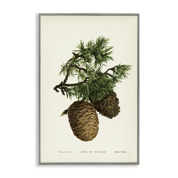 Stupell Industries Cedar Tree Pinecones Plants & Flowers Painting Gray Framed Art Print Wall Art, 20 x 30