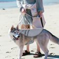thumbnail image 5 of Dog Cooling Vest with Quick Cooling, Detachable Ice Pocket and Soft Control Handle, Multiple Sizes Available, 5 of 5