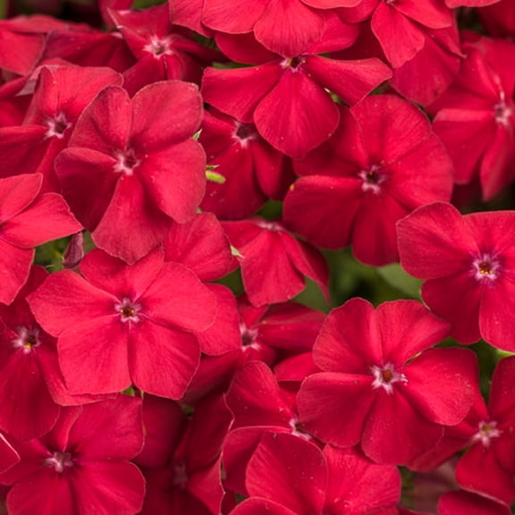 50 Red Hot Phlox Seeds