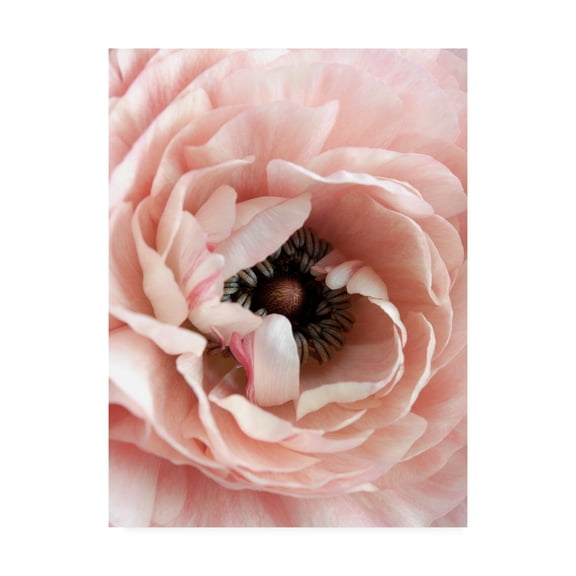 Trademark Fine Art 'Flower Fabrikken' Canvas Art by Design Fabrikken