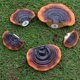 thumbnail image 1 of Estantes de Pared de Champiñones, Lindos Estantes de Pared de Champiñones Reishi Resina Artificial para Cabaña al Aire Libre, 1 of 7