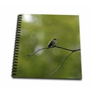 3dRose Hummingbird in a Tree - Mini Notepad, 4 by 4-inch