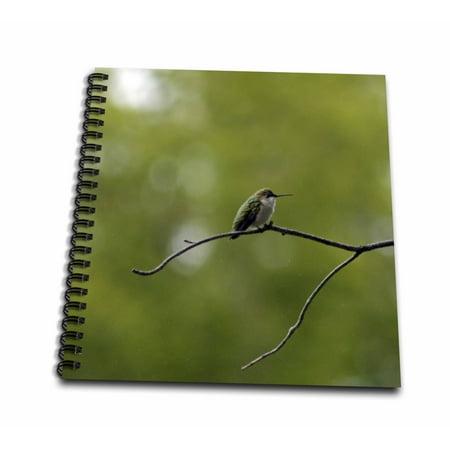 3dRose Hummingbird in a Tree - Mini Notepad, 4 by 4-inch