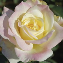 Van Zyverden Roses Angel Face 1 Plant Root Stock Purple