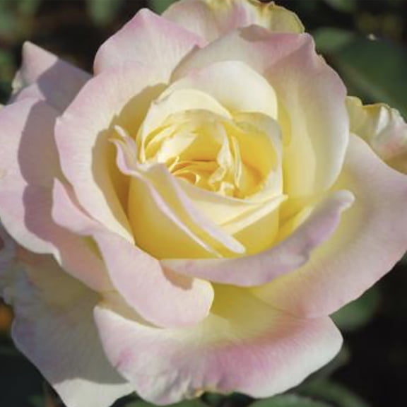 Van Zyverden Roses Garden Party 1 Plant Root Stock Multicolor Partial Sun Flowering 3 lbs