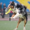 thumbnail image 4 of DTOY-002-Juego de molienda multifuncional para mascotas Juguete con fugas-Amarillo Ormromra 2034918-2, 4 of 9