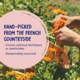 thumbnail image 2 of Boiron Calendula Ointment, Homeopathic Medicine for First Aid, Cuts, Scrapes, Minor Burns, Chapped Skin, 3 x 1 oz, 2 of 7