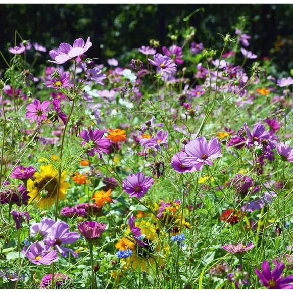 GSDWIUEW Hummingbird Wildflower Mix 100 Seeds 15 Different Annuals & Perennials , Seed