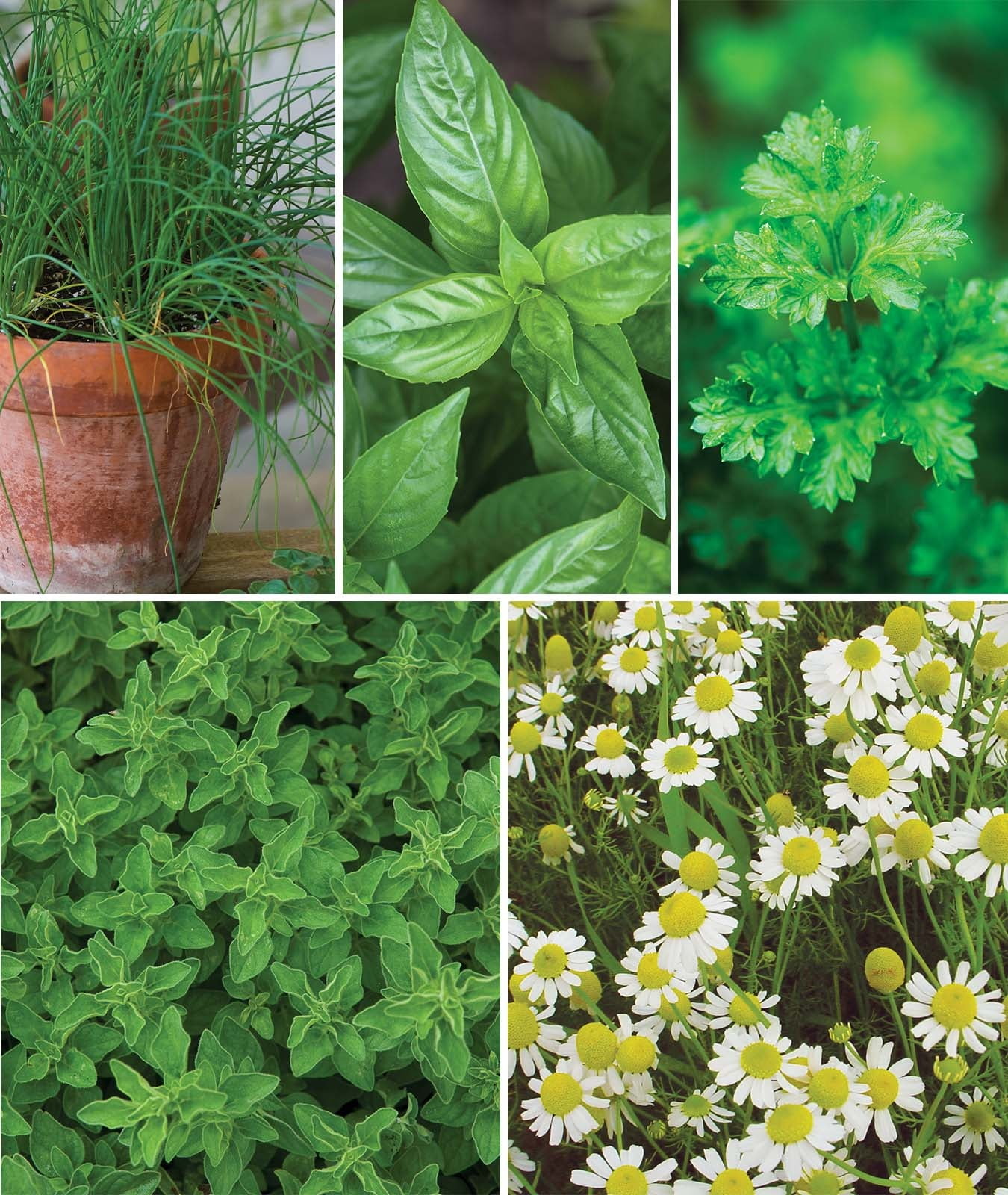 Burpee Culinary Classics 10 Herb Plant Seed Packets, Annual and Perennial Herbs, Full Sun