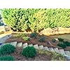 USA Pine Straw - Premium Pine Needle Mulch (Pine Needle Mulch - Covers 65-80 Sqft 1 Set)