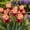 A, variant on Rare iris for Gardens-Large Showy Blossoms-Low Maintenance-Ideal for Borders, Plant Pots & Planters