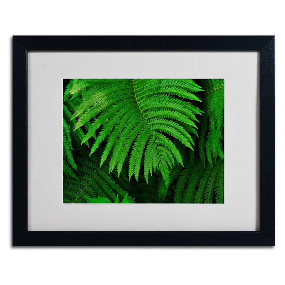 Trademark Fine Art "Healing Ferns" Matted Framed Art by Kurt Shaffer, Black Frame