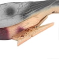 thumbnail image 2 of High Simulation 3D Animal Dove Archery Target with Clip for Floral Shooting Training, 2 of 4