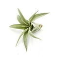 thumbnail image 3 of ragnaroc Live Air Plant - Tillandsia Xerographica Pups, Regular 2-4” - 2 ct - Ideal for Gifts & Presents, Live Indoor Plants & Live House-Plants – Live Plants for Home décor, 3 of 5