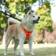 thumbnail image 4 of Chaleco Arnés para Perro Zulema Naranja, 4 of 5