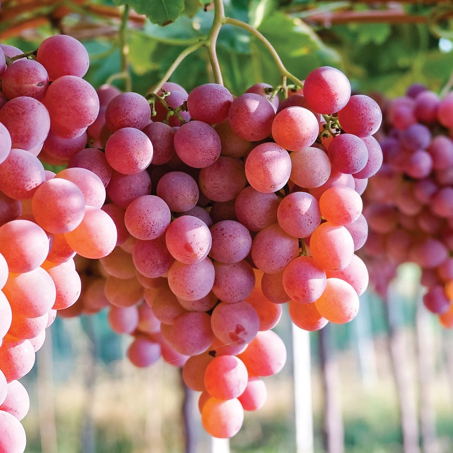 Expert Gardener Somerset Seedless Red Grape Plant - 1 Dormant Bare Root, Full Sun, Perennial