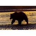thumbnail image 2 of Jones, Adam 24x17 White Modern Wood Framed Museum Art Print Titled - Adult grizzly bear silhouetted on beach at sunrise-Lake Clark National Park and Preserve, 2 of 4