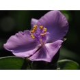 thumbnail image 2 of Bonin, Suzanne 24x19 White Modern Wood Framed Museum Art Print Titled - Purple Spiderwort, 2 of 4