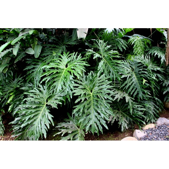 15 Seeds - Lacy TREE PHILODENDRON Split Leaf Cut-leaf Selloum House Plant Seeds
