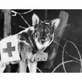 thumbnail image 2 of Rin-Tin-Tin. Namerican Canine Actor. Still From Find Your Man 1924 Starring June Marlowe. Print by, 2 of 4