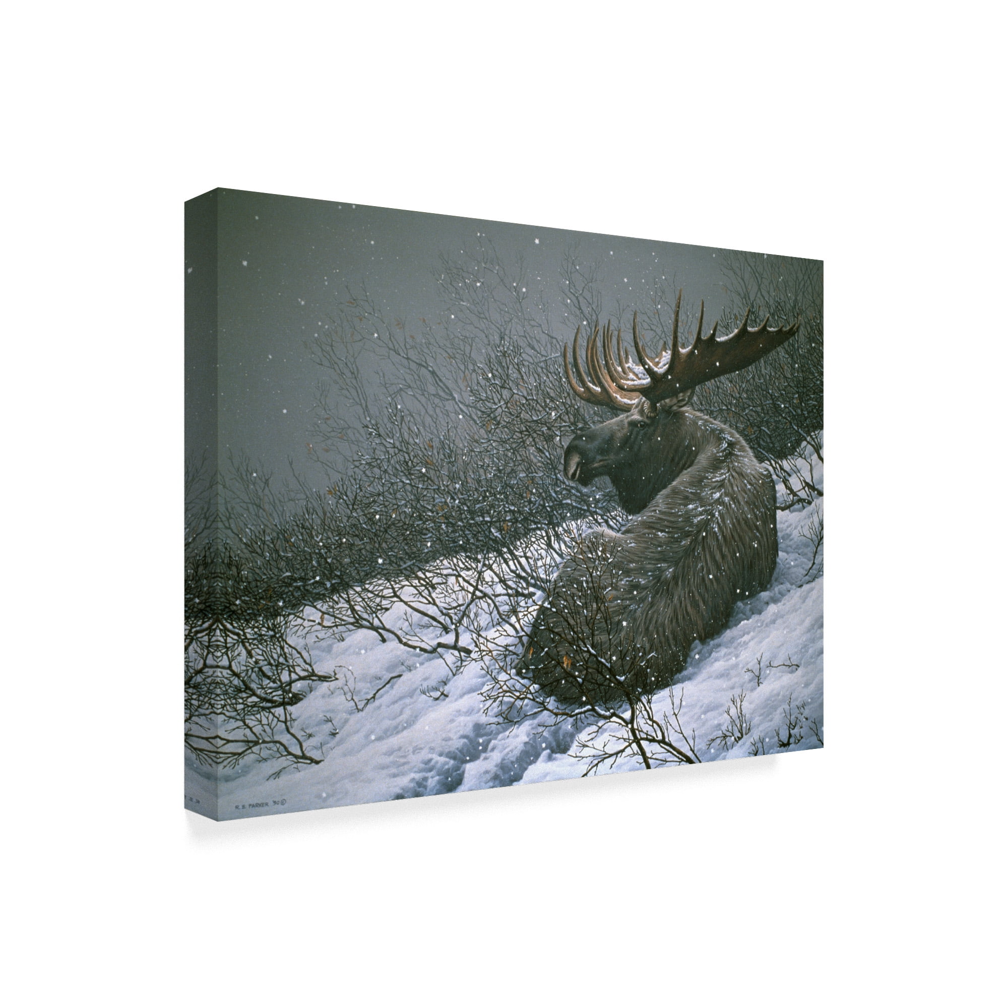 Trademark Fine Art 'Moose In The Brush' Canvas Art by Ron Parker