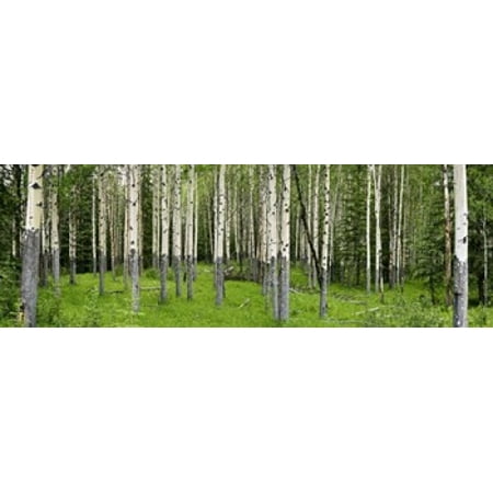 Aspen trees in a forest Banff Banff National Park Alberta Canada Canvas Art - Panoramic Images (18 x