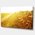 thumbnail image 2 of Bright Sunset over Wheat Field - Landscape Canvas Art Print, 2 of 3