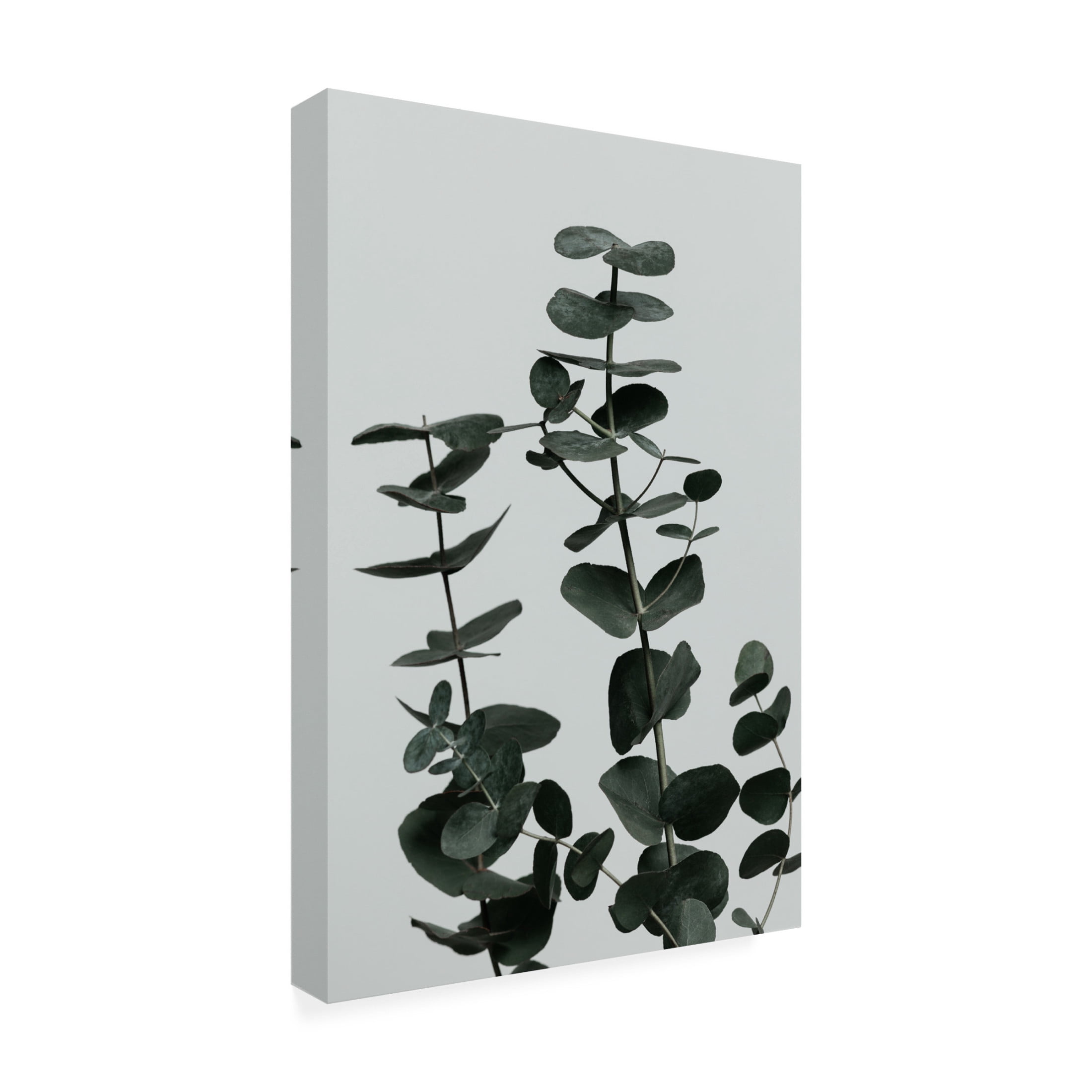 Canvas Wall Art - Pictufy Studio Iii 'Eucalyptus Natural 11' Wall Art for Living Room, Bedroom, or Office D?cor by Trademark Fine Art - 16 x 24 Inches