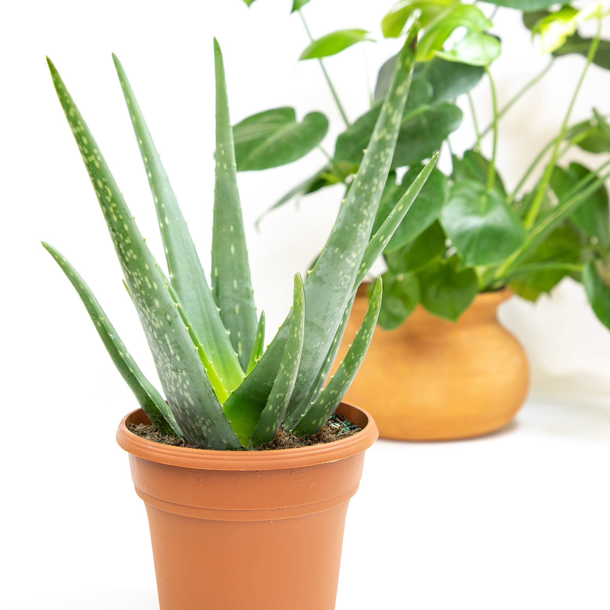 Altman Plants 15" Live Aloe Vera Plant in 6" Decor Planter, Easy Care Real Succulent Gift
