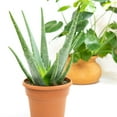 thumbnail image 3 of Altman Plants 15" Live Aloe Vera Plant in 6" Decor Planter, Easy Care Real Succulent Gift, 3 of 9