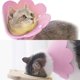 thumbnail image 4 of Collar ajustable antimordeduras con forma de girasol para curar heridas después de una cirugía para gatitos (rosa), 4 of 5