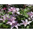 thumbnail image 3 of Clematis Hagley Hybrid - Live Plant in a 4 Inch Growers Pot - Clematis 'Hagley Hybrid' - Starter Plants Ready for The Garden - Beautiful White and Purple Flowering Vine, 3 of 5