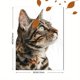 thumbnail image 3 of Qisvanset 12x16 Inch Tabby Cat Portrait Canvas Print Wall Art, 3 of 5