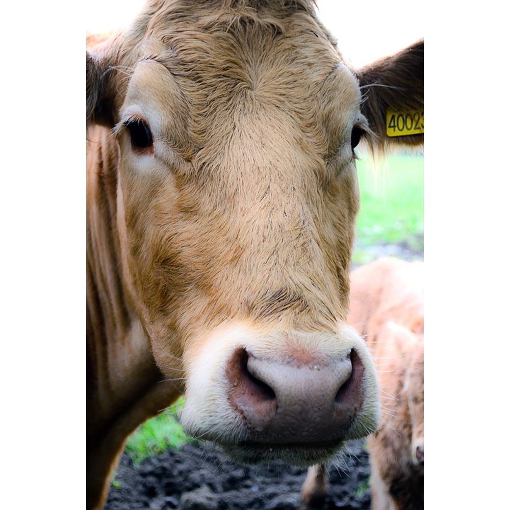 PeelnStick Poster of Head Beef Milk Cattle Cow Face Livestock Rural