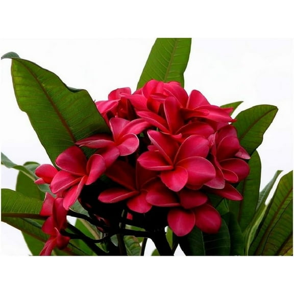 Hawaiian Red Plumeria Plant Cutting Bilot 1 Pack SK34