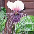 QAUZUY GARDEN 5 White MMF7 Bat Flower Seeds, Tiger Beard, Cat's
