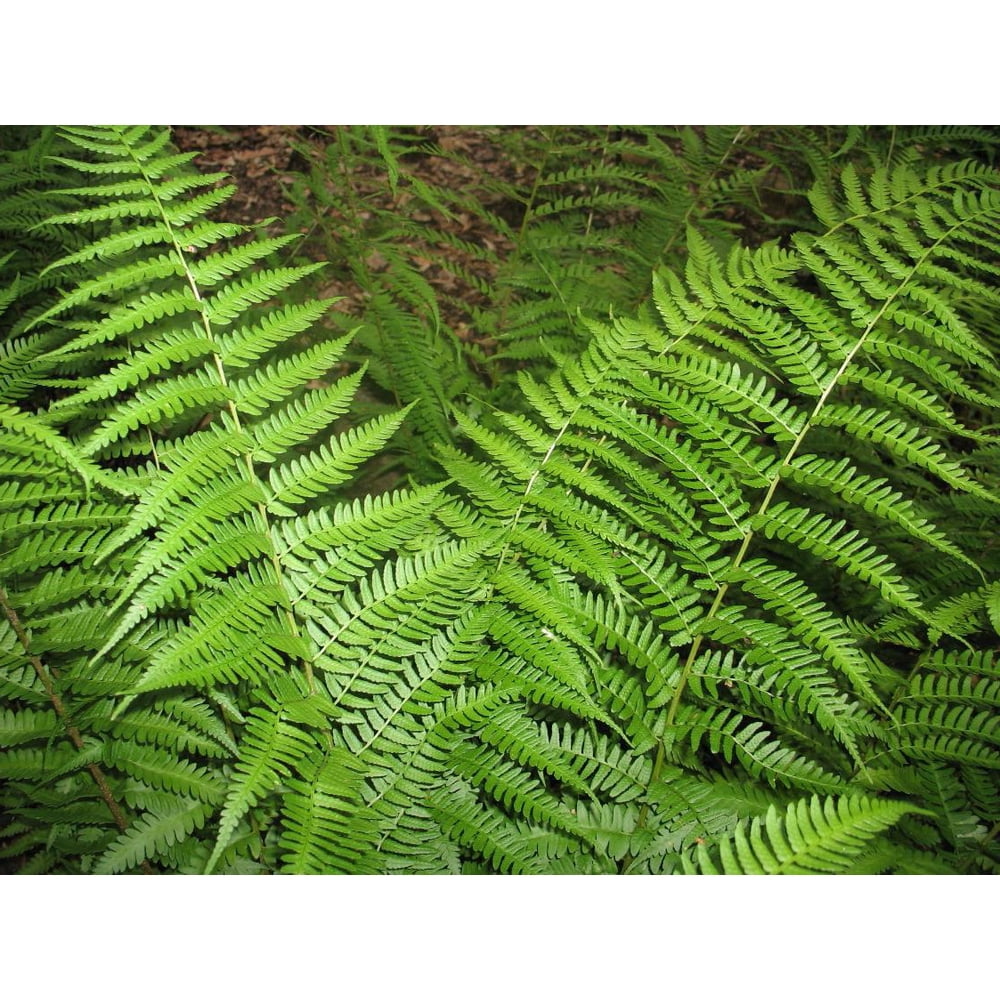 Dixie Wood Fern Dryopteris x australis Gallon Pot