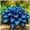 C, variant on Midnight Blue Hostas for Planting-(Non-Artificial)-Easy to Grow & Quick Sprouting
